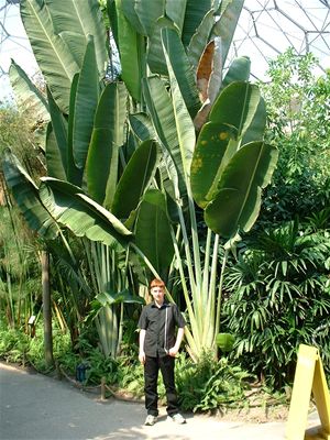 Adam & a huge plant