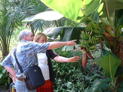 Mom & Dad with the banana tree
