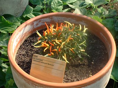 Chilli Plant